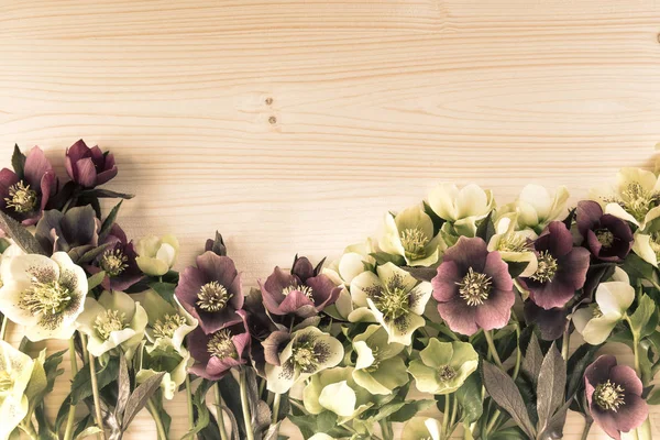 Fond de fleurs printanières vintage avec des roses de carême ou des fleurs d'hellébore sur bois. Espace de copie — Photo