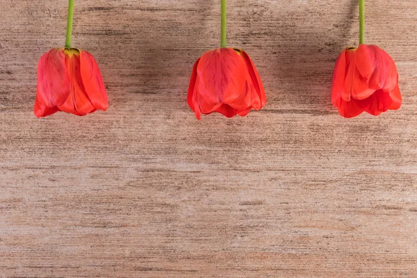 Red Tulips in a row above on light brown background. Minimalist style, copy space — Stock Photo, Image