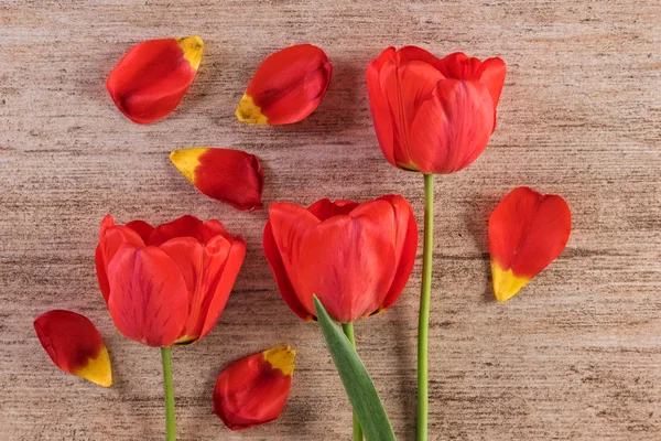 Arrangement décoratif de tulipes rouges sur fond brun clair. Gros plan, vue de dessus — Photo