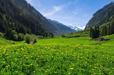 Austrian landscape with meadows and mountains in the springtime. Austria, Tirol, Zillertal, Stillup valley. clipart