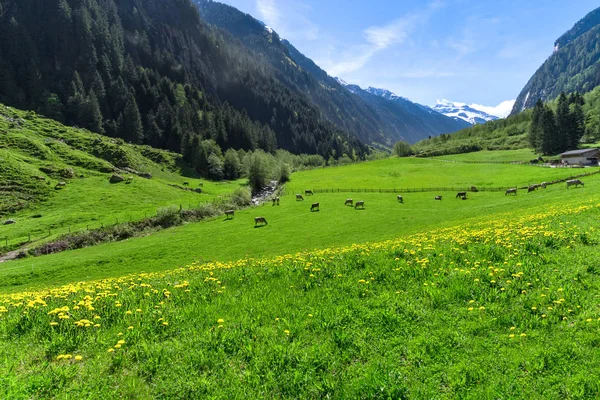 Herrliche alpine Landschaft mit leuchtend grünen Wiesen und grasenden Kühen. Österreich, tirol, stilltal — Stockfoto