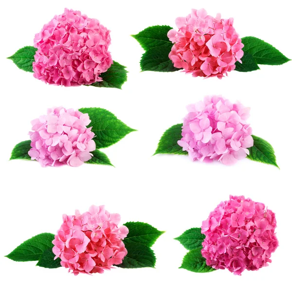 Hydrangea hortensia flower collection — Stock Photo, Image