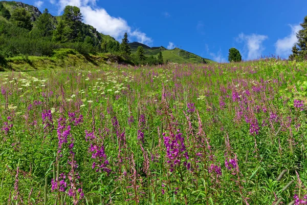Wildflowers on a alpine meadow in austrian Alps, Zillertal High Alpine Road, Austria, Tirol, Tyrol