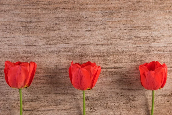 Drie rode tulpen op houten achtergrond — Stockfoto