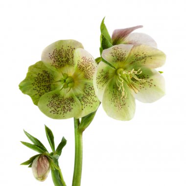 Isolated lenten rose flower Hellebore flowers with leaves isolated on white background clipart