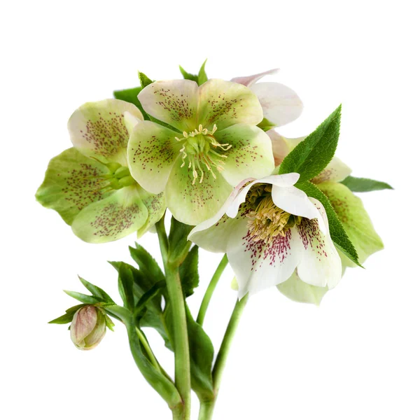 Lenten rose flower closeup Hellebore flowers with leaves isolated on white background — Stock Photo, Image