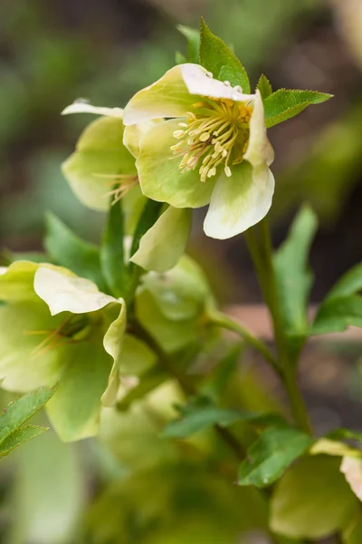 Rose de Carême ou fleur d'hellébore gros plan — Photo