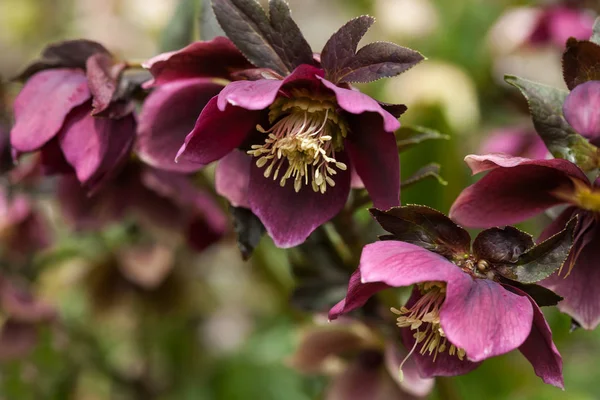 Lenten rose or hellebore flower closeup — Stock Photo, Image