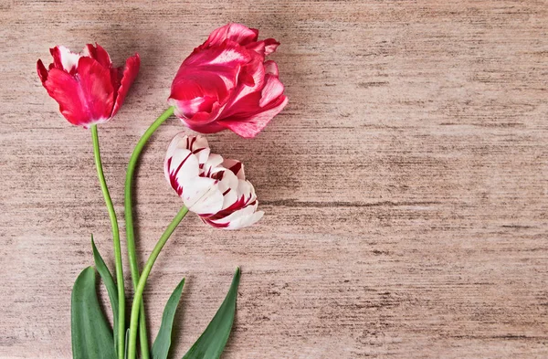 Tulipe sur fond brun clair avec espace de copie — Photo