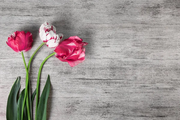 Fleurs de tulipes sur fond de pierre grise. Vue du dessus, espace de copie — Photo