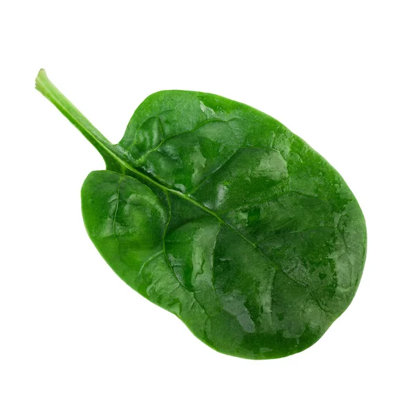 Spinatblatt. ein frisches grünes Spinatblatt isoliert auf weißem Hintergrund — Stockfoto