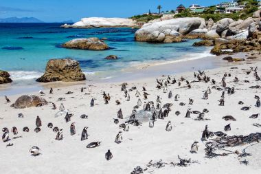 Penguen kolonisi plajda kayalar, Cape Town, Güney Afrika