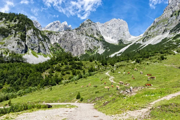 Идиллический Пейзаж Альпах Коровами Пасущимися Свежих Зеленых Альпийских Пастбищах Высокими — стоковое фото