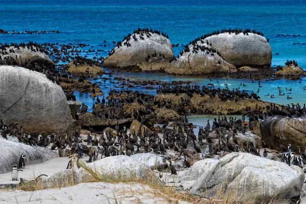 Colonia Pingüinos Aves Cormoranes Del Cabo Boulders Beach Ciudad Del —  Fotos de Stock