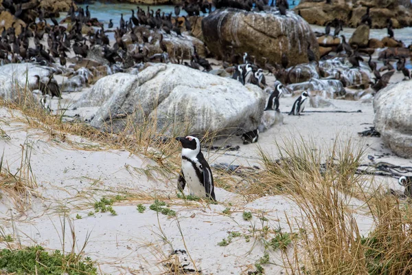 Pingüino Africano Pingüino Patas Negras Spheniscus Demersus Boulders Beach Ciudad —  Fotos de Stock