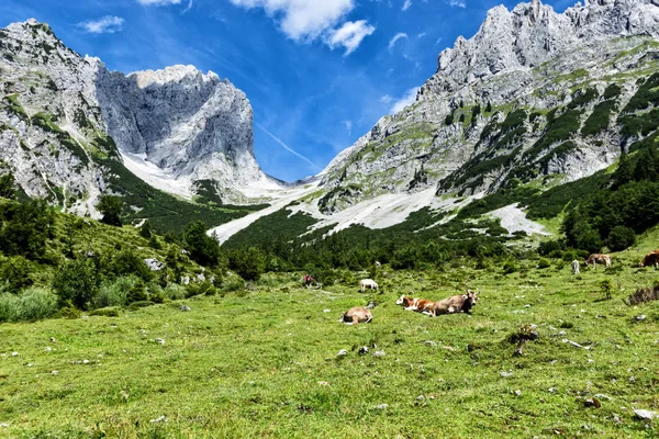 Vacas Pastando Pastos Alpinos Altos Los Alpes Austria Tirol Wilder — Foto de Stock