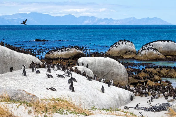 Αφρικανική Πιγκουΐνους Στο Boulders Beach Στη Νότια Αφρική Εικόνα Αρχείου