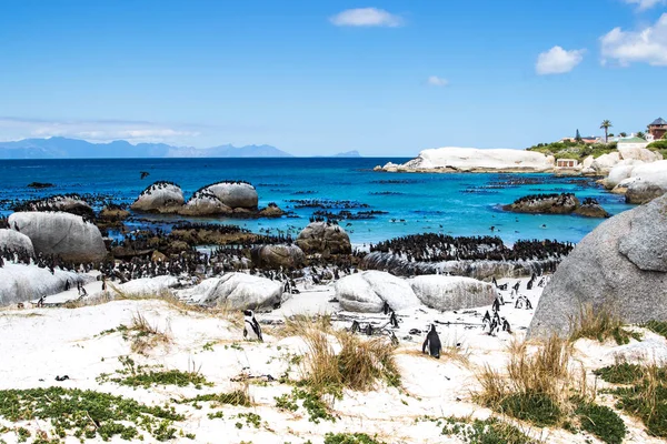 Makrelenpinguin Spheniscus Demersus Und Kap Kormoranvögel Phalacrocorax Capensic Felsbrocken Strand Stockbild