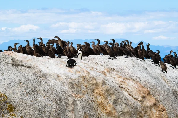 Afrikanische Pinguine Und Kormoranvögel Felsbrocken Strand Südafrika Stockbild