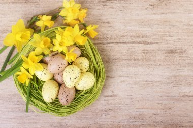 Parlak nergis çiçek saman yuva ile renkli pastel Paskalya yumurtaları ile dolu. Üstten Görünüm, metin alanı.