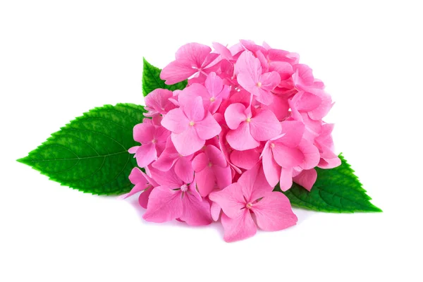 Pink Hydrangea Flowers Green Leaves Isolated White Blossoms Hortensia Hydrangea — Stock Photo, Image