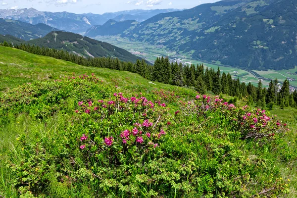 Austrian Mountain Landscape Alpine Roses Foreground Zillertal Valley Zillertal Alpine — Stock Photo, Image