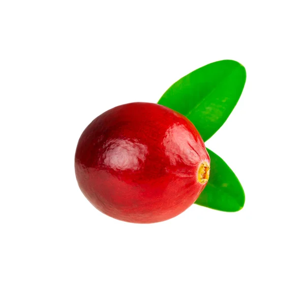 One Cranberry Closeup Red Cranberry Leaf White Background — Stock Photo, Image