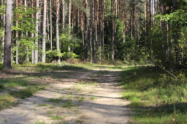 Camino de campo en un bosque —  Fotos de Stock