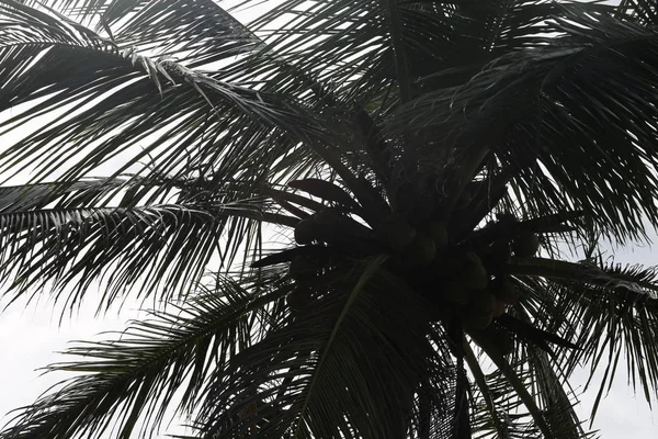 Coconut palm tree — Stock Photo, Image