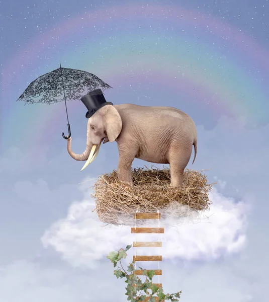 Éléphant dans le ciel sur un nid avec un parapluie . — Photo