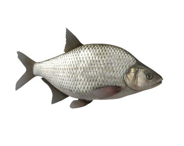 Bream.3d görüntü beyaz arka plan üzerinde izole 