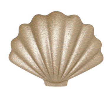 Deniz kabuğu. 3d illüstrasyon izole beyaz arka plan üzerinde