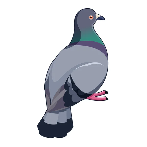 Pigeon drôle de dessin animé isolé sur fond blanc — Image ... Pigeon drôle de dessin animé isolé sur fond blanc — Image ...
