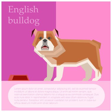 İngiliz buldog kartpostal