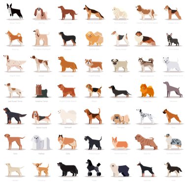 Büyük düz dogicons kümesi