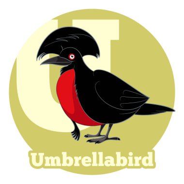 ABC çizgi film Umbrellabird