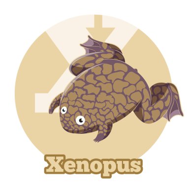 ABC karikatür Xenopus