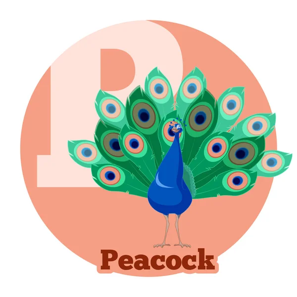 ABC Cartoon Peacock — Stockvector