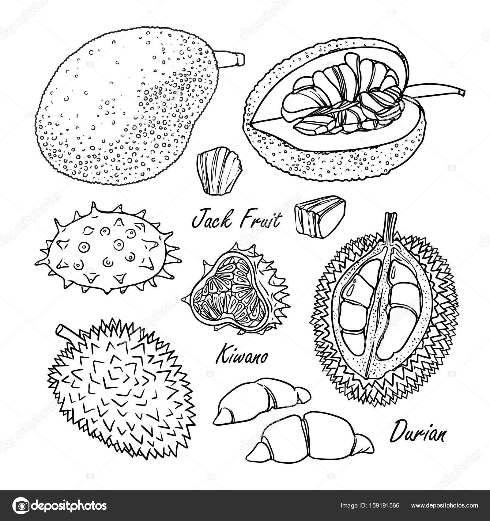 Insieme di frutti tropicali vettoriale jack frutta kiwano durian Accumulazione disegnata a mano per il disegno isolato su bianco