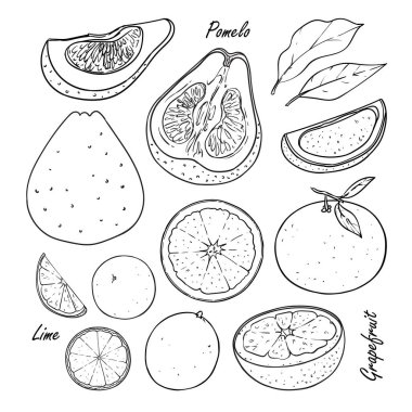 Tropikal meyve toplama: şeftali, Erik, kayısı beyaz izole