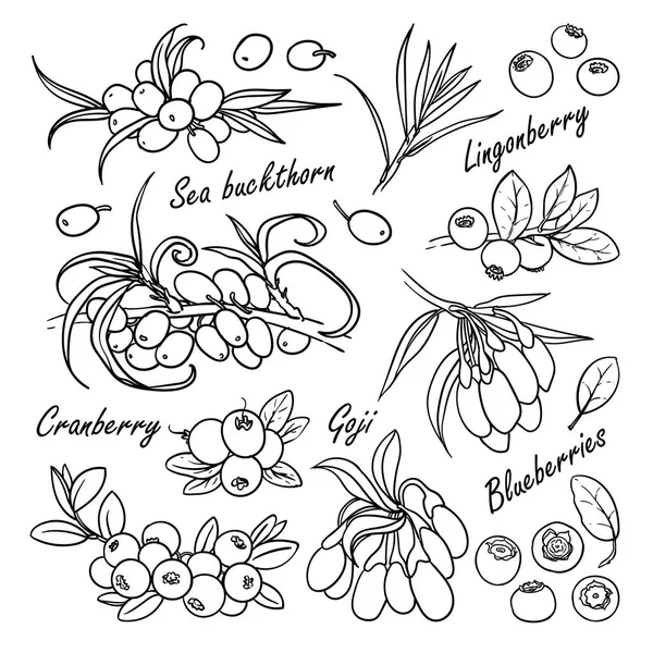 Zbieranie jagód: Rokitnik, Borówka, żurawina, goji, blueberrie, Borówka, mooseberry na białym tle — Wektor stockowy