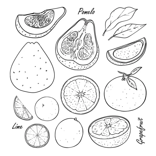 Colección de frutas tropicales: melocotón, ciruela, albaricoque aislado en blanco — Vector de stock