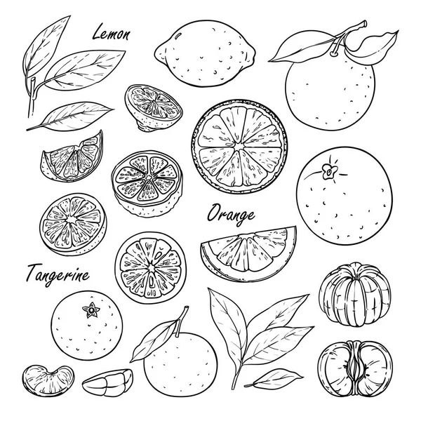 과일의 컬렉션: 레몬, 오렌지, 귤 흰색 절연 — 스톡 벡터
