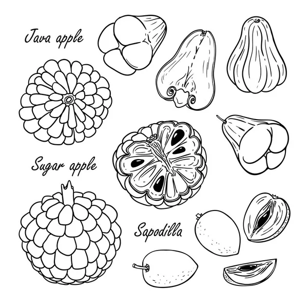 Колекція тропічних фруктів: яблуко ява, цукрове яблуко, сокоділла ізольовані на білому — стоковий вектор