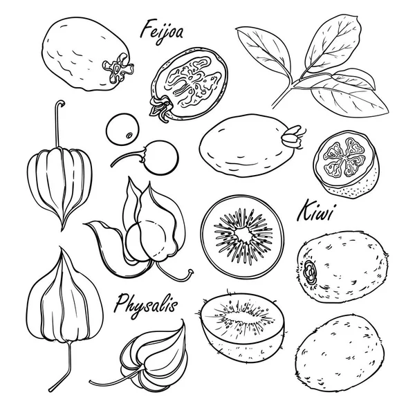 Colección de frutas: feijoa, kiwi, physalis aislado en blanco — Vector de stock