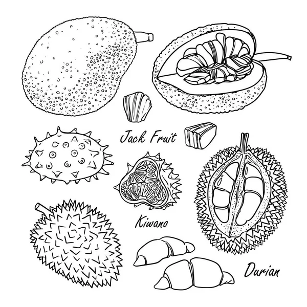 Colección de frutas tropicales: jack fruit, kiwano, durian aislado sobre blanco — Vector de stock