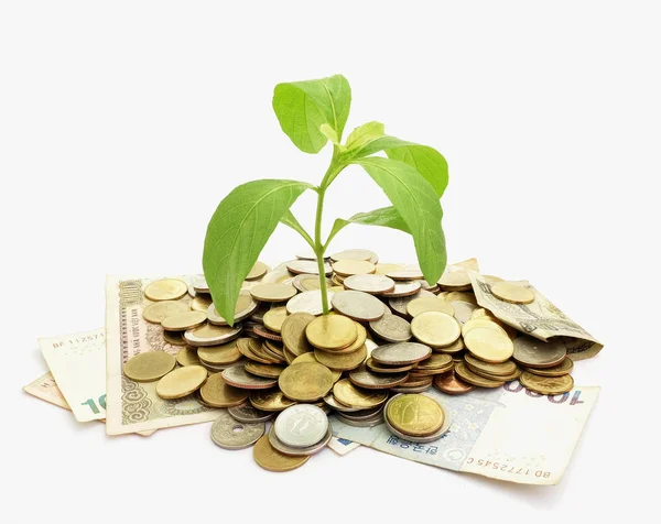 Concepção Dinheiro Planta Está Crescendo Pilha Moeda — Fotografia de Stock