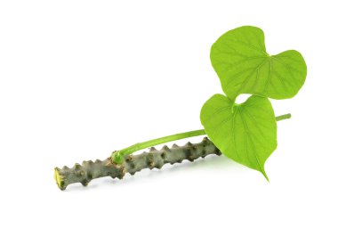 guduchi or moonseed with leaf on white background clipart