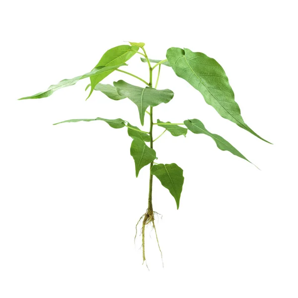 Planta Del Árbol Bodhi Símbolo Budista Sobre Fondo Blanco — Foto de Stock