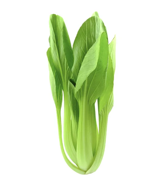 Isolated Choy Vegetable White — Stock Photo, Image